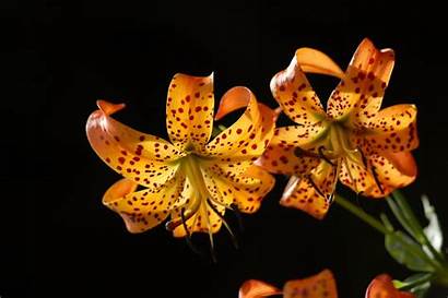 Fauna Flora Ridge Lily