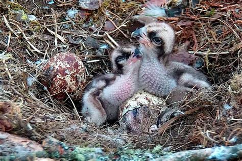 Thousands Watch Online As Famous Perthshire Osprey Laddie Welcomes Three New Chicks Into The World