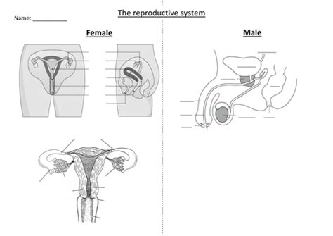Reproductive Organs Lesson By Hephelumps Teaching Resources Tes
