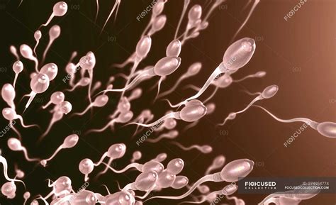 3d Illustration Of Human Sperm Cells In Reproductive Process