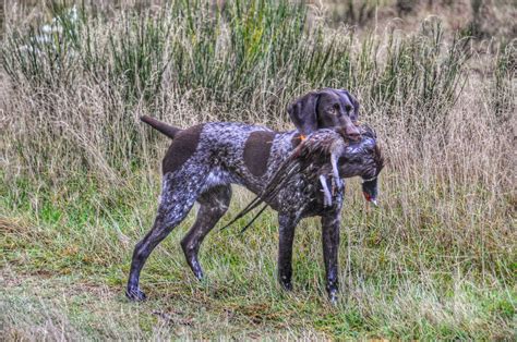 Abby With Her First Pheasant At 9 Months German Shorthaired Pointer