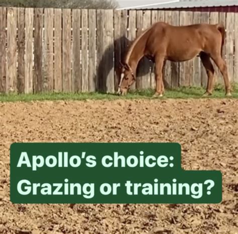 Apollos Choice Grass Or Training Video Stale Cheerios