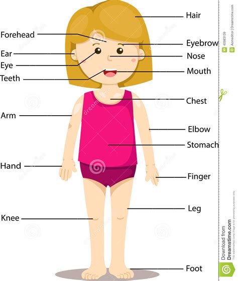 They prefer women with larger breasts, a small waist and larger hips and thighs. Labeled Female Body Parts Diagram / Female human anatomy ...