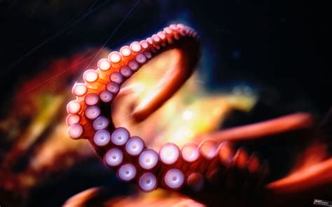 Octopus Wallpaper High Definition High Quality Widescreen