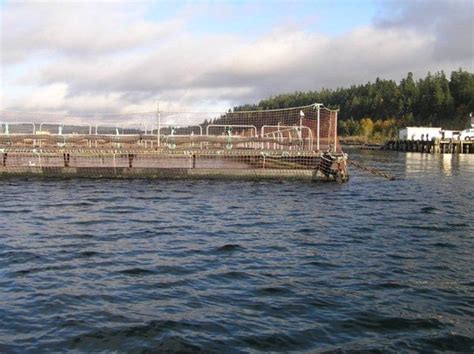 ‘several Thousand Atlantic Salmon Escape From Farm Aquaculture North