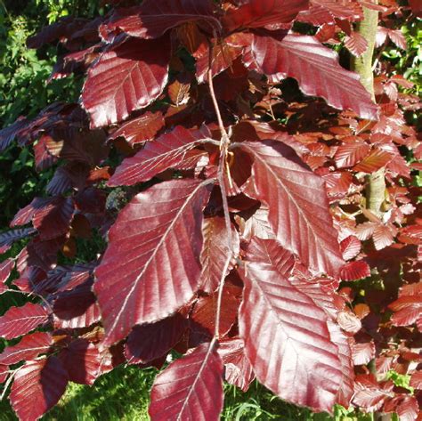 Leaves Of Copper Beech © David Hawgood Cc By Sa20 Geograph Britain
