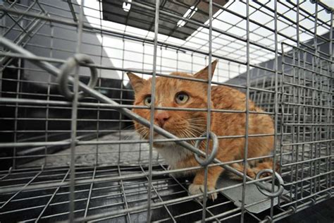 Feral Cat Management Strategies Which Ones Work Best Purrpetrators