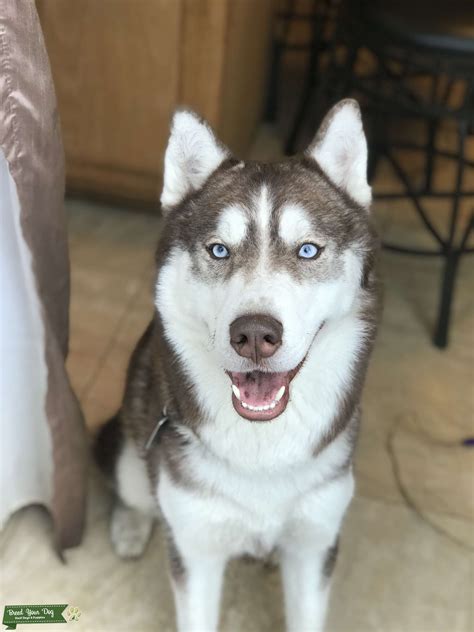 Pure Breed Siberian Husky Stud Dog Oregon Breed Your Dog