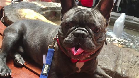 Already working on house breaking. Oz, 1 1/2 year old French Bulldog **best Bulldog trainers ...