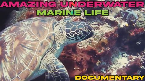 Amazing Underwater Marine Life Documentary Ocean Life And Nature