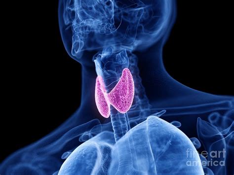 Thyroid Gland Photograph By Sebastian Kaulitzkiscience Photo Library