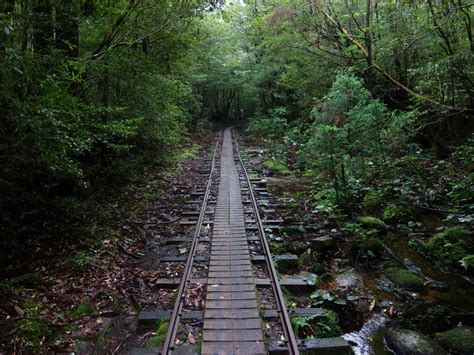 Free Images Tree Nature Forest Outdoor Track Suspension Bridge