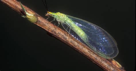 Bug Of The Day Green Lacewing Ufifas Entomology And Nematology