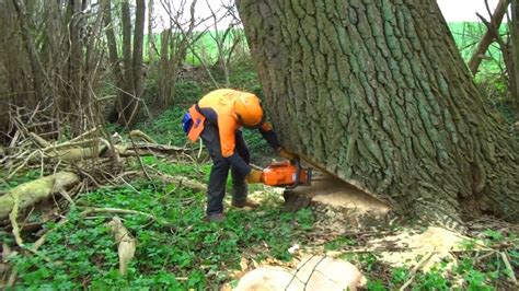 How To Cut A Tall Tree Find Property To Rent