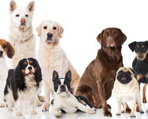 Guia de raças de Cães Cão Nosso Escola para Cães