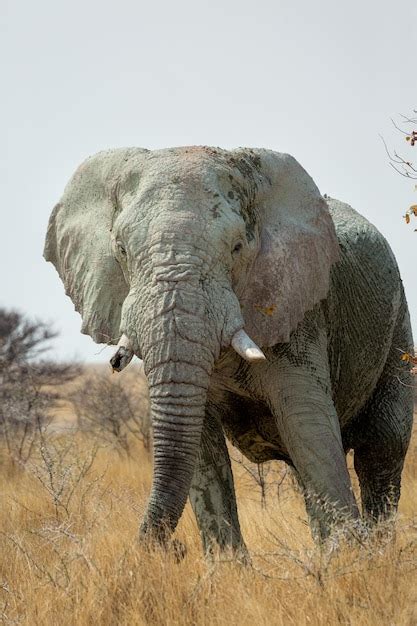 Premium Photo African Elephant Loxodonta Africana Etosha National