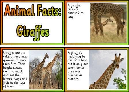 Looking for interesting facts about the white house? Free Printable Animal Facts Posters - Giraffes | Animal ...