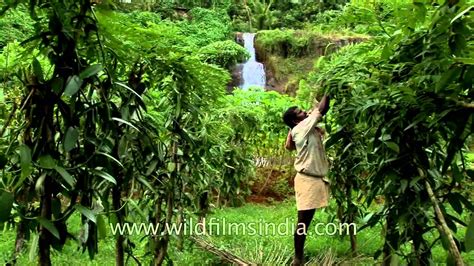 Is an investment holding company, which engages in the cultivation of oil palm. Vanilla Plantation in Kerala - YouTube