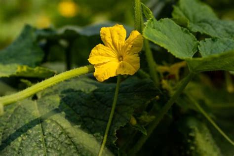 Male Vs Female Cucumber Flowers What Makes Them Different Farmer Grows