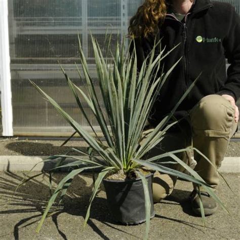 Yucca Filamentosa Adams Needle And Thread Buy Yucca Filamentosa