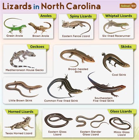 List Of Lizards Found In North Carolina Facts With Pictures