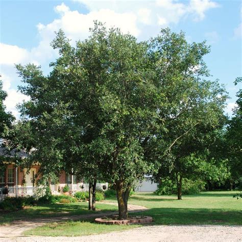 Live Oak Tree Dallas Texas Treeland Nursery Live Oak Trees