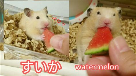 Ted 2 full movie english subtitles. 夏だ!すいかを食べよう♪ watermelon☆English subtitles #キンクマハムスター ...