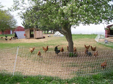 Truly, i had not tasted chicken until i tasted yours. How to Establish a Small-Scale, Pastured Poultry Operation ...