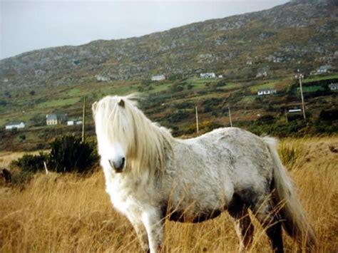 kerry bog pony beautiful horses pony horse breeds