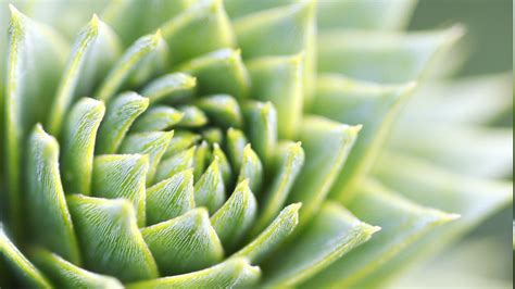 Home > cute wallpapers > page 1. macro, Plants, Nature, Succulents Wallpapers HD / Desktop ...