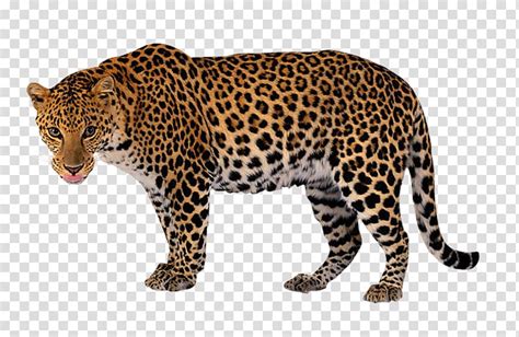 Free Leopards Download Free Leopards Png Images Free Cliparts On Clipart Library