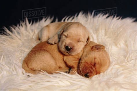 Cute Puppies Sleeping Together Puppy And Pets