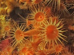 Biologia marina: La margherita di mare