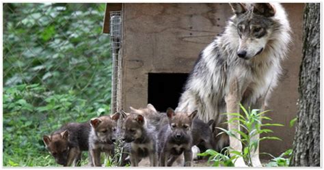 Mexican Wolves Endangered Wolf Center