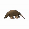 How to Draw a Giant Anteater - Step by Step Easy Drawing Guides ...