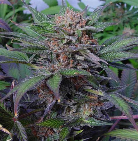 Marijuana as a term varies in usage, definition and legal application around the world. Somango marihuana de Soma Seeds - Blog Arcuma