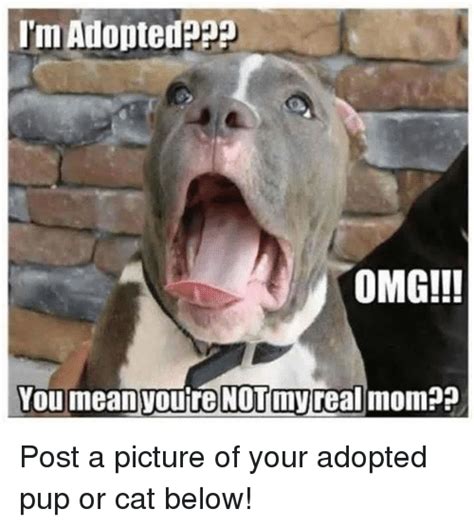 25 Best Memes About Im Adopted Im Adopted Memes