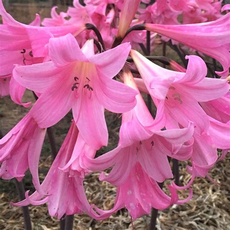 Perfect Blushing Belladonna Lily Bulbs For Sale Online Pink Easy To
