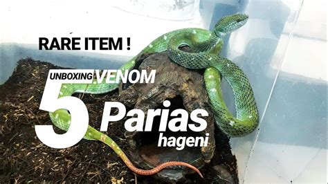 Unboxing Venom 5 Ular Viper Langka Hagens Pit Viper Parias Hagenii