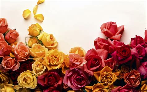 39 Color Roses Wallpaper Hd