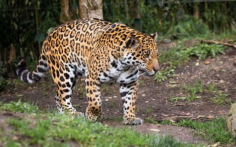 Hd Wallpaper Predator Power Spot Jaguar Walk Wild Cat Zoo