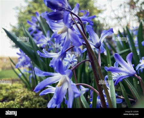 The Bright Blue Spring Flower Of Scilla Bulb In The Garden In The Uk