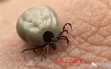 蜱蟲叮咬：如何取出叮咬在人或寵物皮膚上的蜱蟲 - VITO雜誌