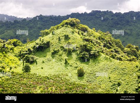 Beautiful Tropical Green Hill Overgrown With A Lush Tropical Emerald