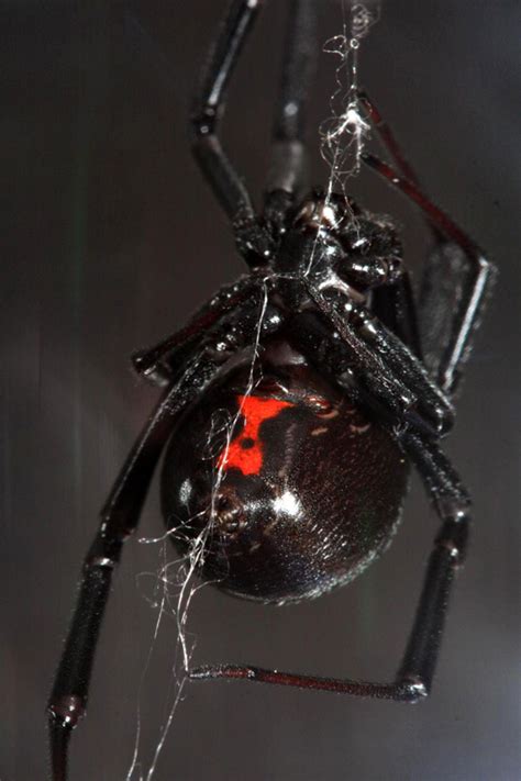 Second, the antivenom itself can kill you. Black Widow Spider Bites: What To Look For & How To Treat ...