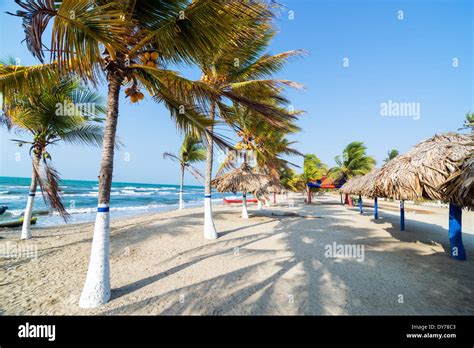 Palm Trees On A Beach In Covenas Colombia Stock Photo 68387091 Alamy