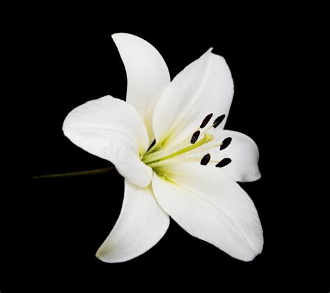 White Lily On A Black Background Stock Image Image Of Fragility