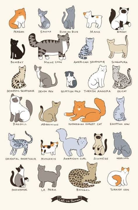 Cat Breeds Chart Cat Breeds Pinterest Cats Charts And Cat Breeds