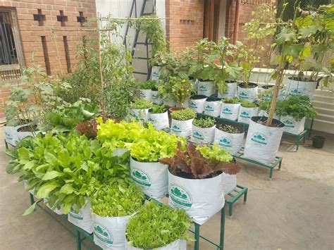 Plant Grow Bags Types And Uses For Different Vegetables In