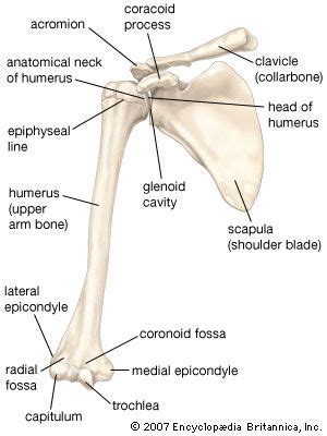 Scapula Anatomy Britannica